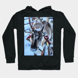 Lapland Hoodie